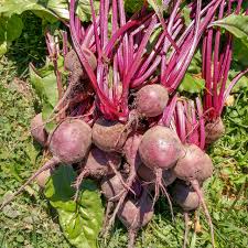 Detroit Dark Red beet