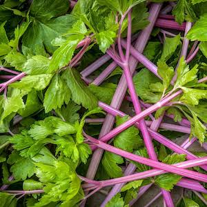 Pink plume celery