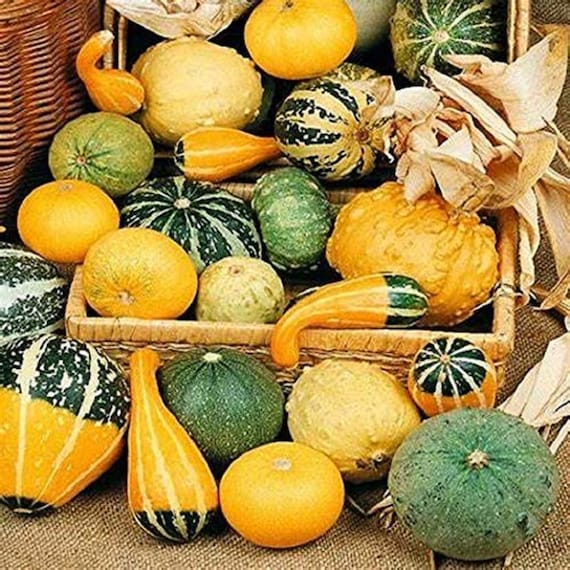 Small gourds mix
