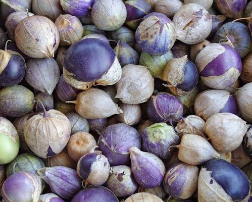 Purple Tomatillo