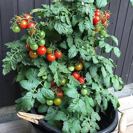 Small cherry tomatoes