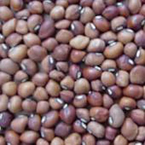 Mississippi Silver Pea