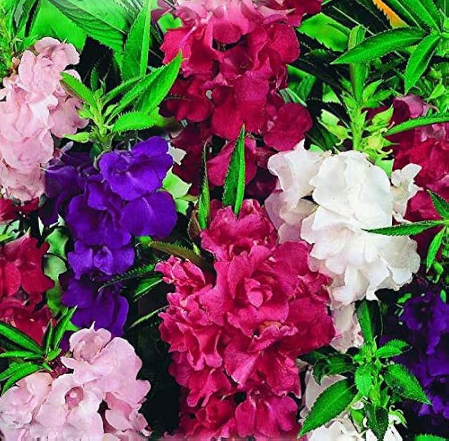 Camilla balsam impatiens mix
