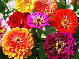 Ca zinnia mix