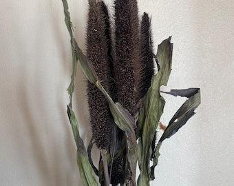 Black amber broom corn