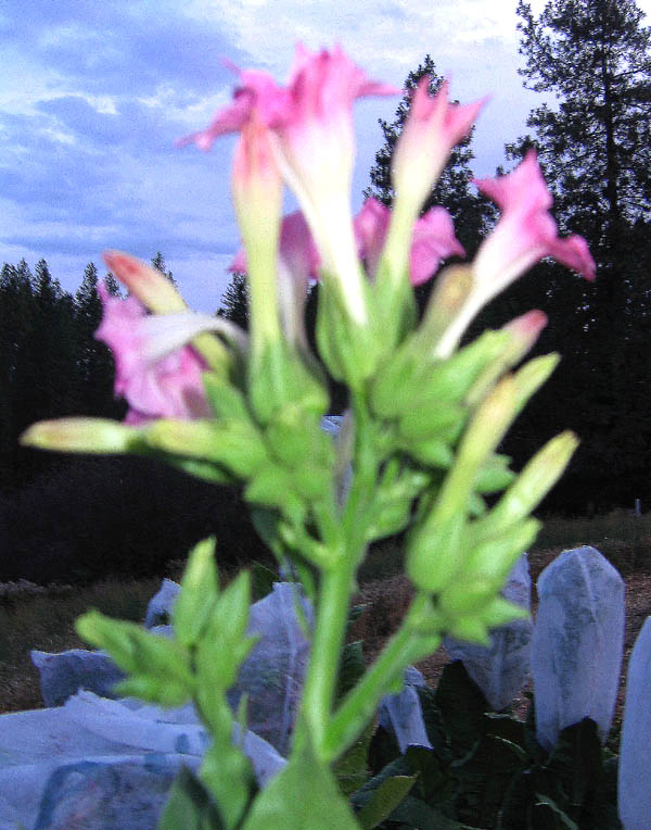 NC 95 Tobacco