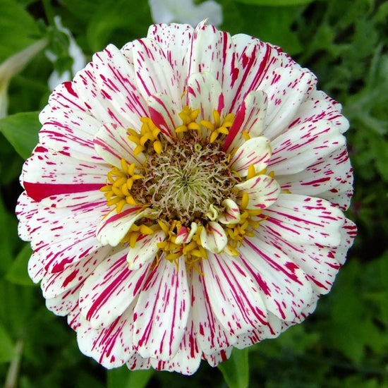 Peppermint zinnia