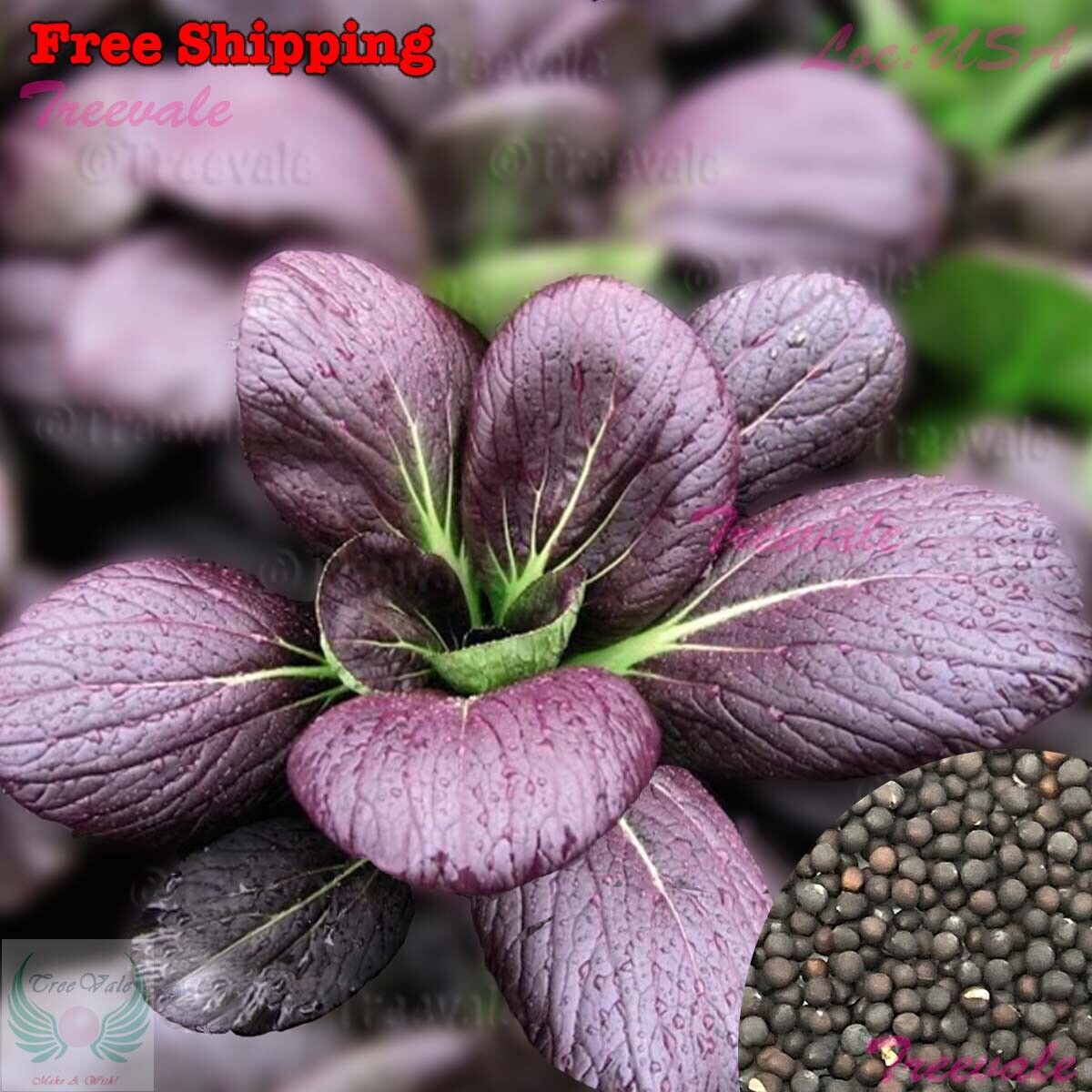 Purple bok choi