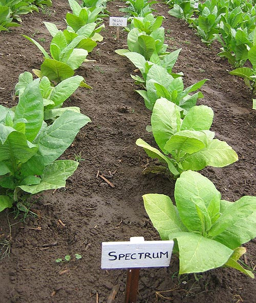 Spectrum Tobacco
