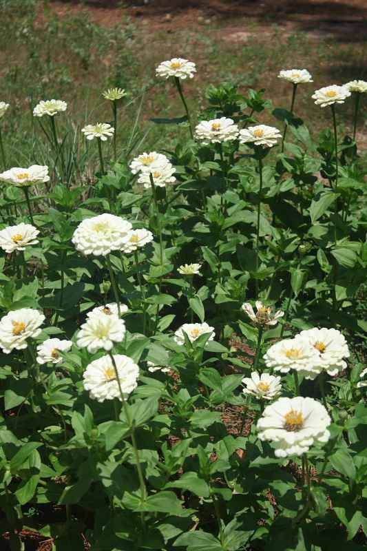 Polar bear white zinnia
