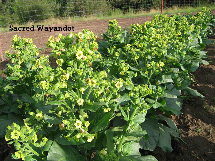 Farm.hand.seeds Sacred Wyandot tobacco