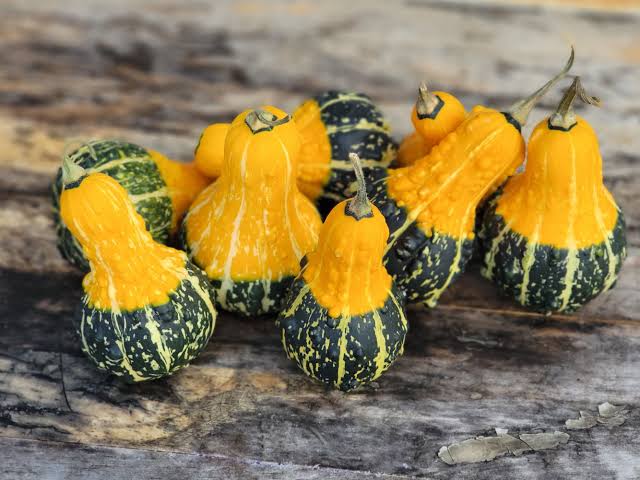 Bi color pear gourds
