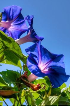 Purple morning glory
