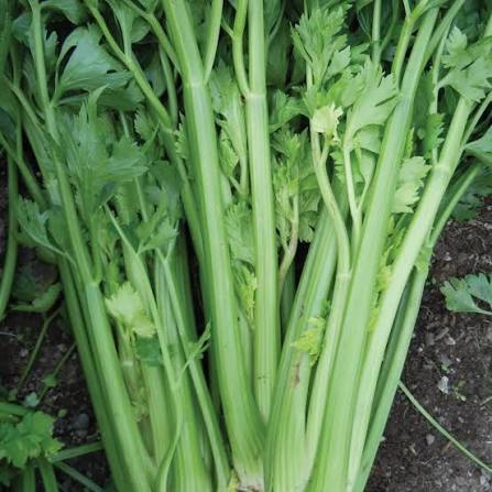 Utah tall celery