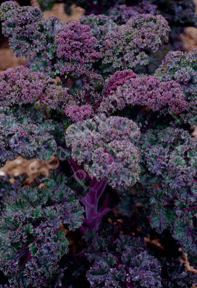 Scarlet kale