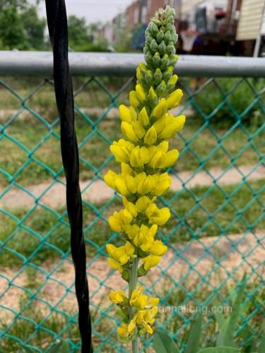 Golden lupine