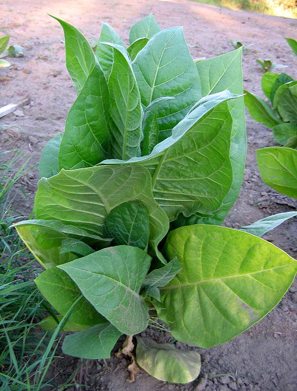 Ostrlogist 316 Tobacco