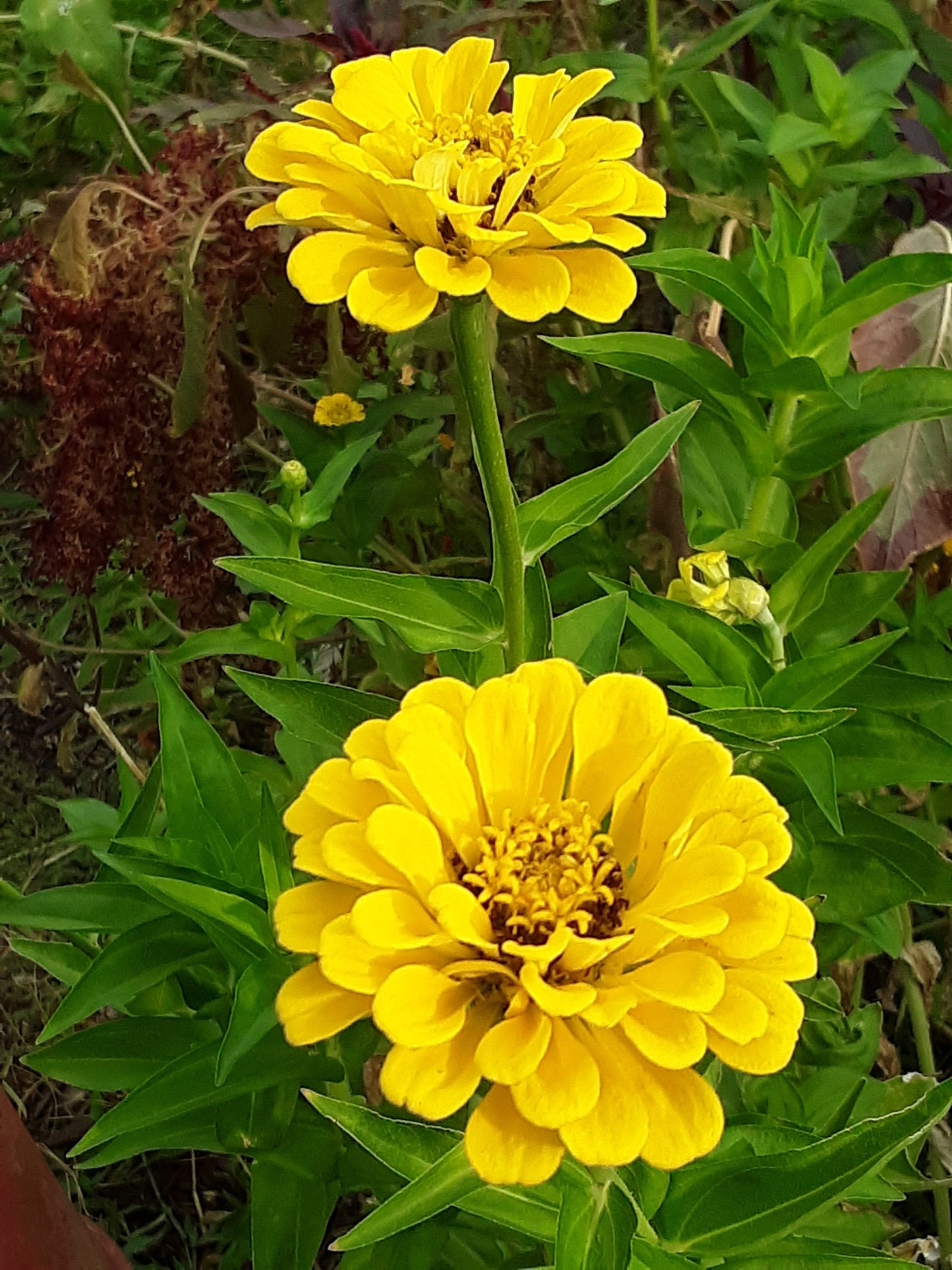 Canary yellow zinnia