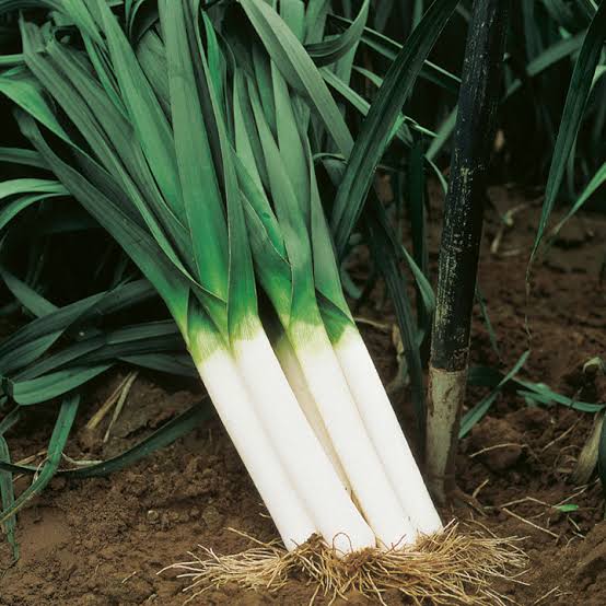 American Flag Leeks