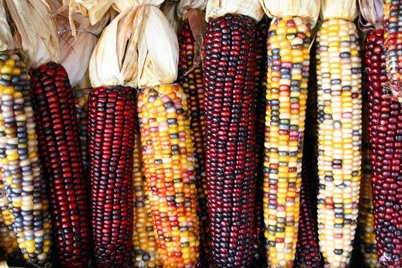 Carousel Indian Corn