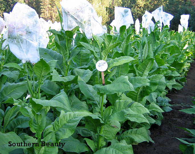 Southern Beauty Tobacco