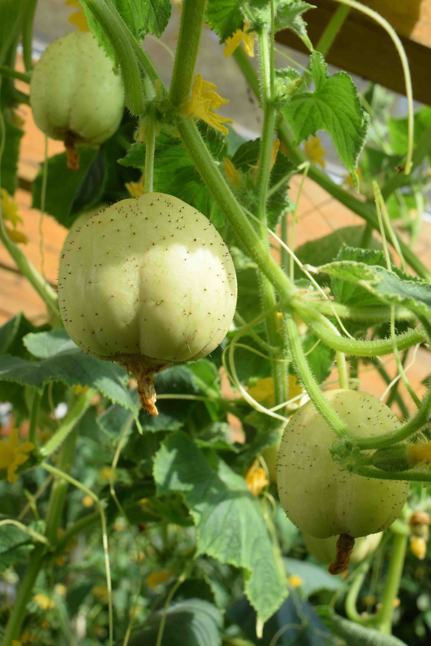 Apple Cucumber