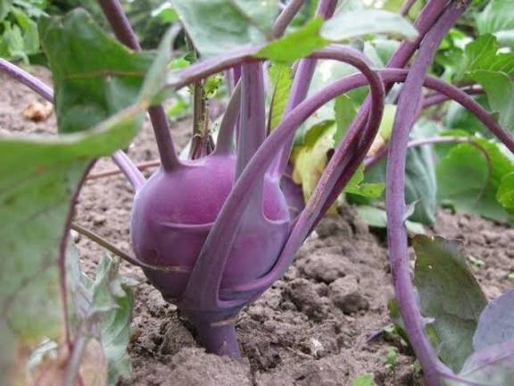 Purple Vienna Heirloom Kohlrabi