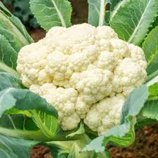 Snowball Improved Cauliflower