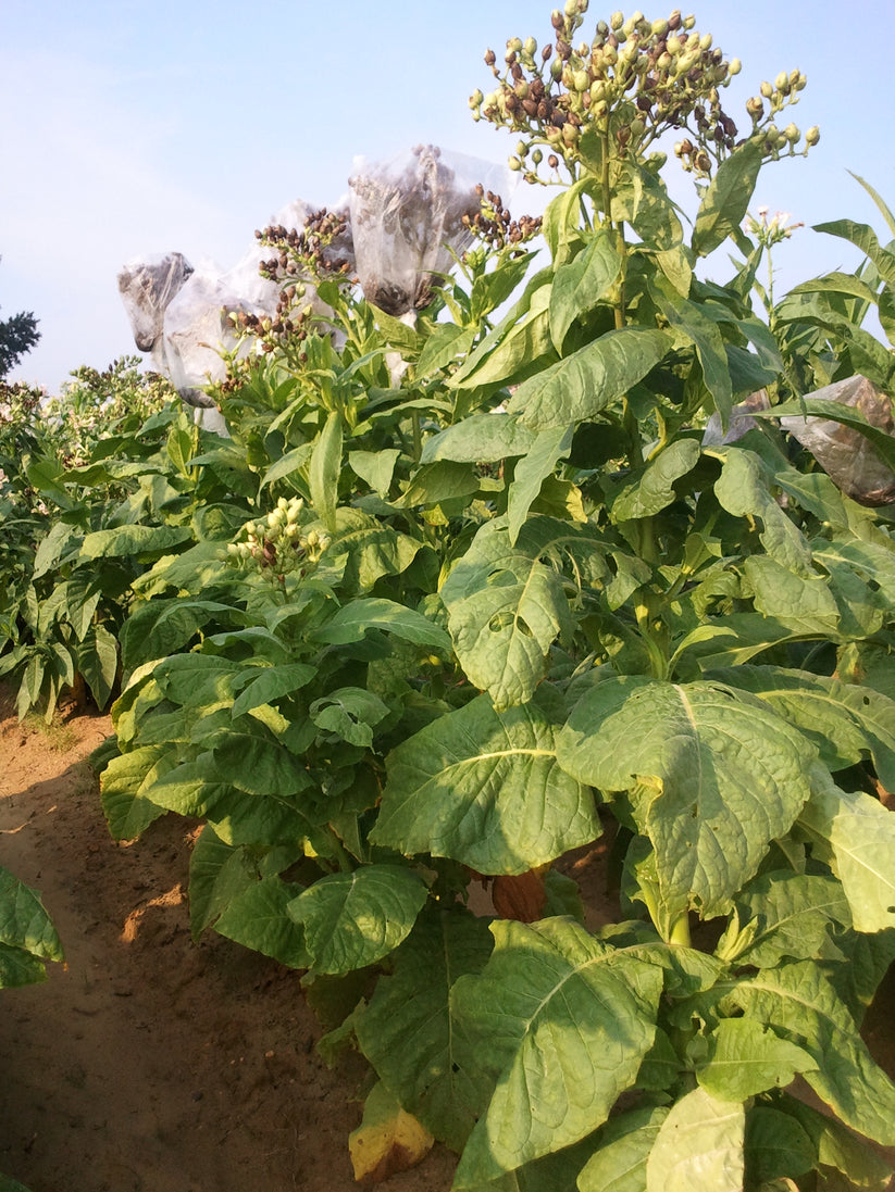 Farm.hand.seeds Lancaster seedleaf tobacco
