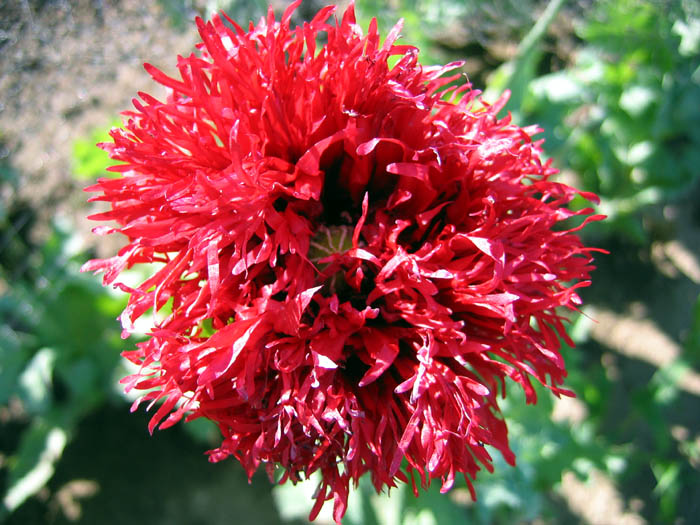 Farm.hand.seeds Scarlet Poppy