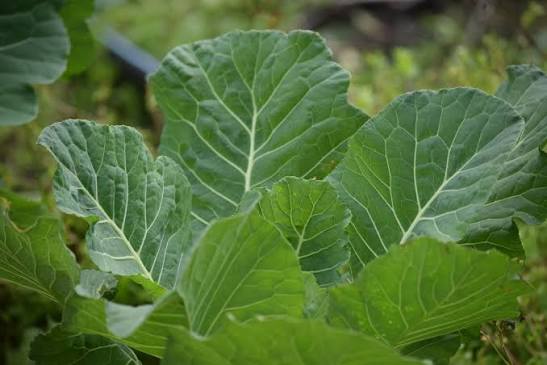 Collard Greens VATES