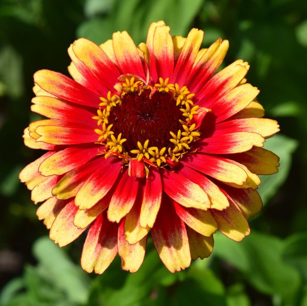 South of the border zinnia mix