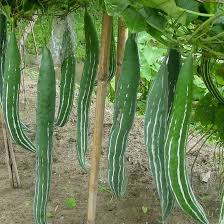 Snake gourd
