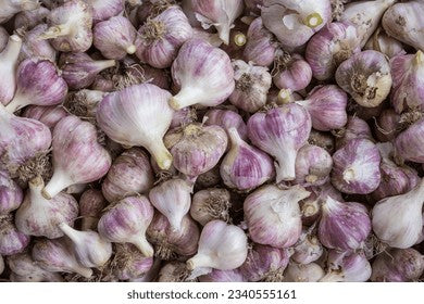 Purple stripe garlic