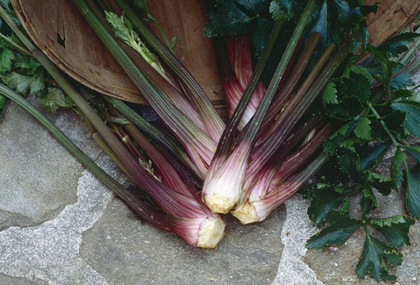 Pink plume celery