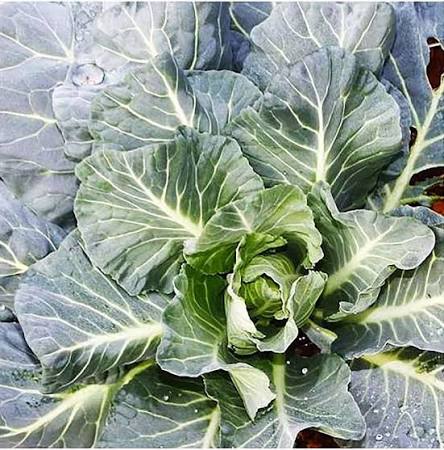 Morris heading collards