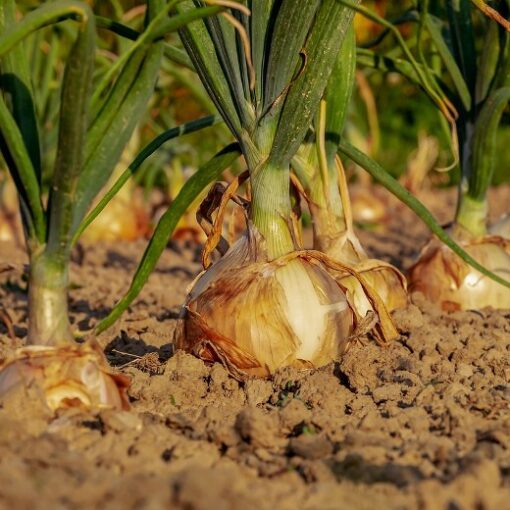 Alisa Craig giant onion plants