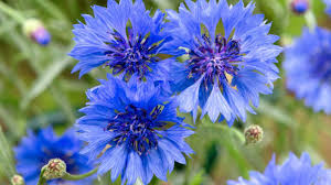 Blue bachelor buttons