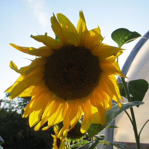 Arikara sunflower