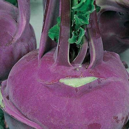 Purple Vienna Heirloom Kohlrabi