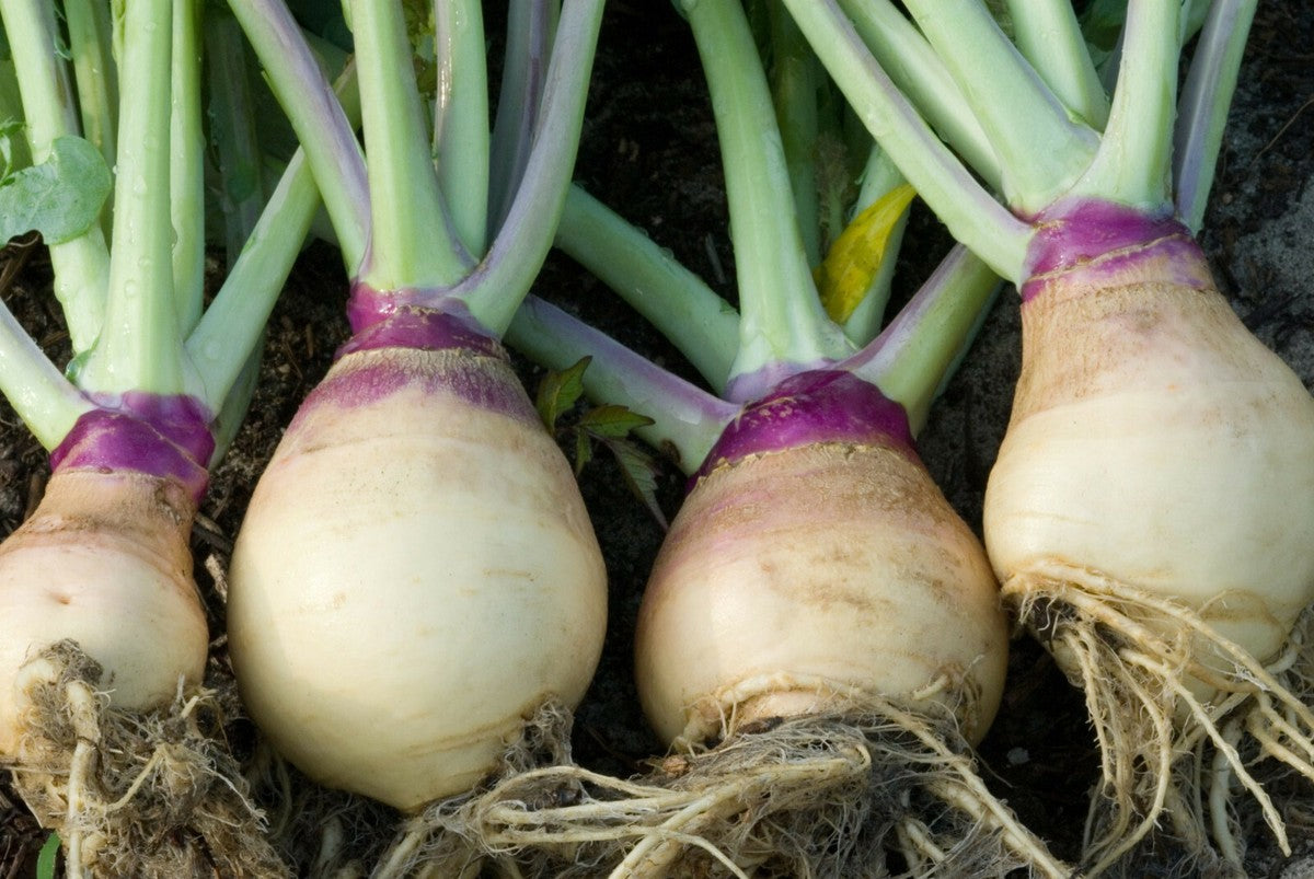 American Purple Top Rutabaga