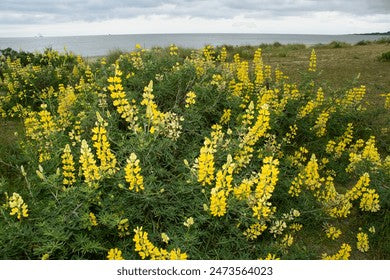 Golden lupine