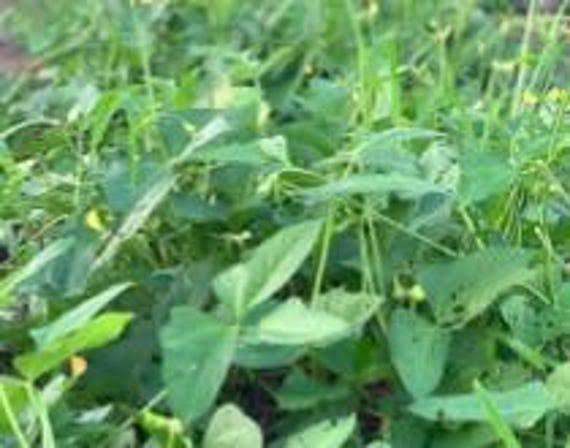 Texas Cream Zipper Peas