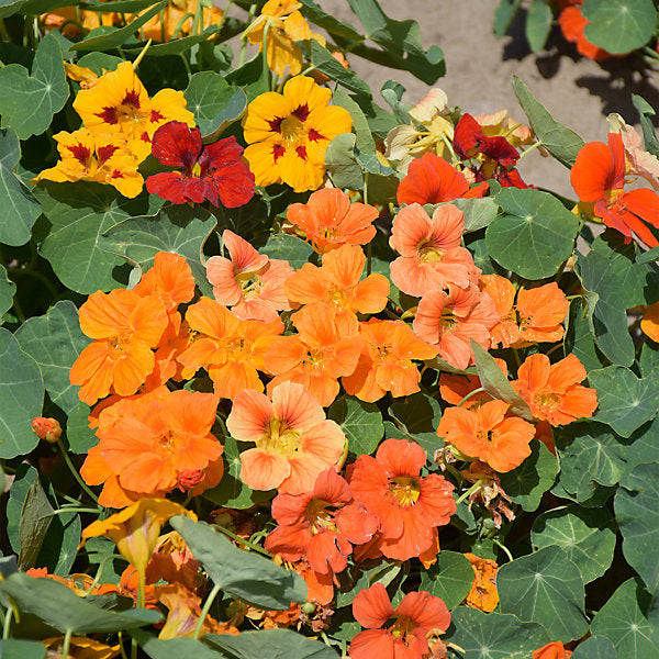 Tom thumb dwarf nasturtium