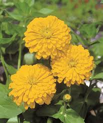 Canary yellow zinnia
