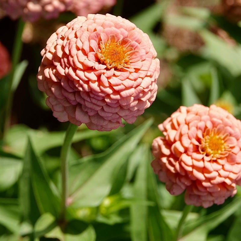 Bubble gum zinnia mix