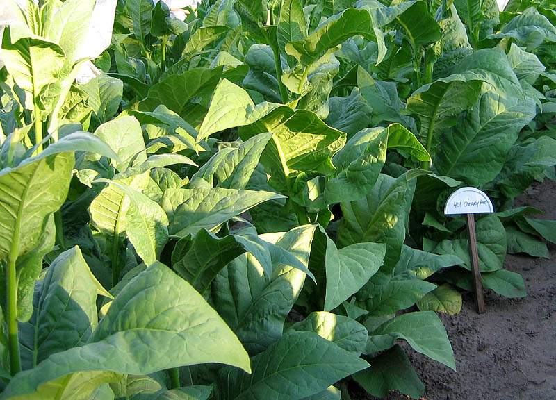 yield of tobacco Cherry Red Tobacco Seeds - High-Yield Bright Leaf Heirloom yield of tobacco Cherry Red Tobacco Seeds - High-Yield Bright Leaf Heirloom