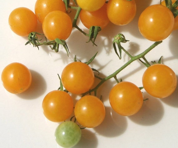 Gold rush current tomato