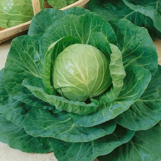 Green express mini cabbage