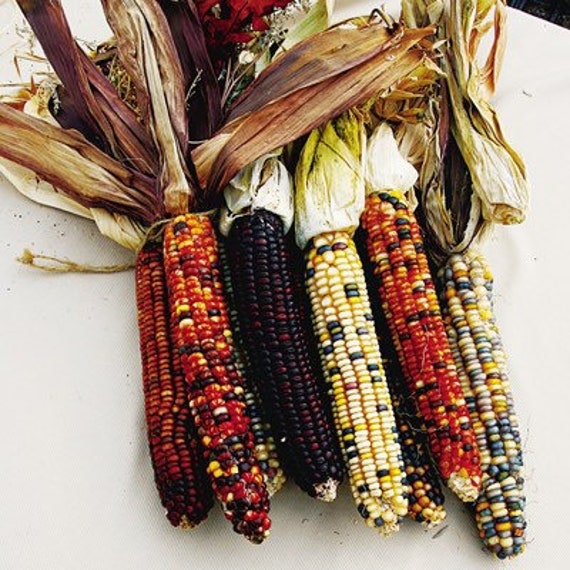 Carousel Indian Corn